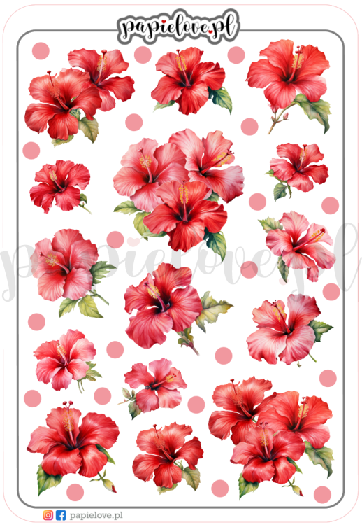Hibiskus czerwony.png