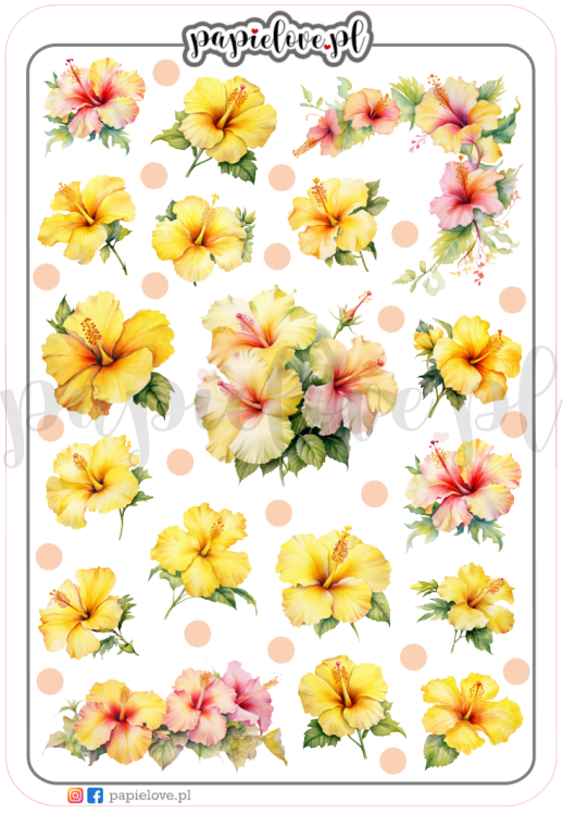 Hibiskus żółty.png