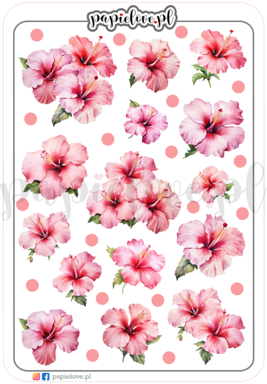 Hibiskus różowy.png