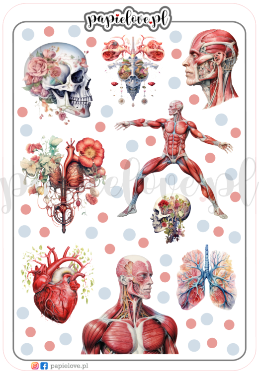 Anatomia 1.png