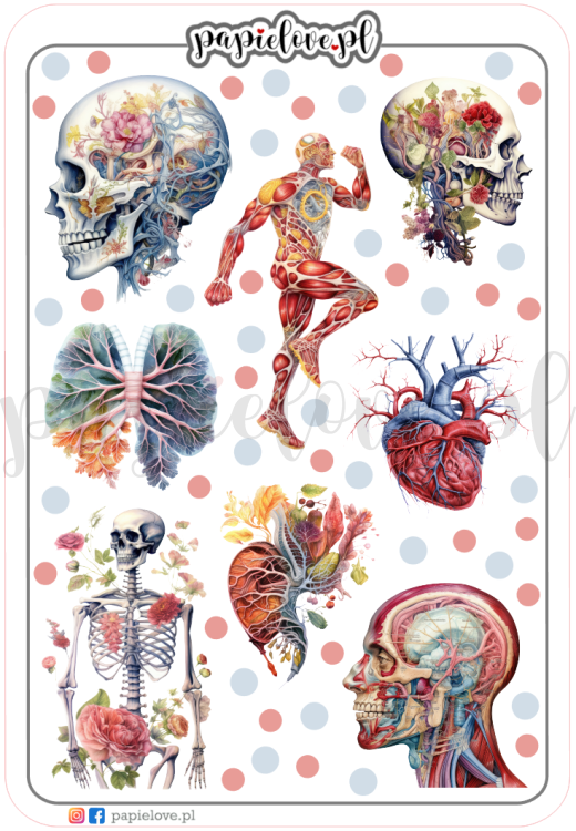 Anatomia 2.png