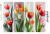 Tulipany 6.png