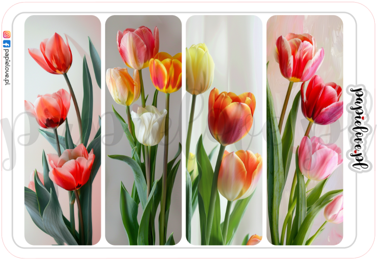 Tulipany 6.png