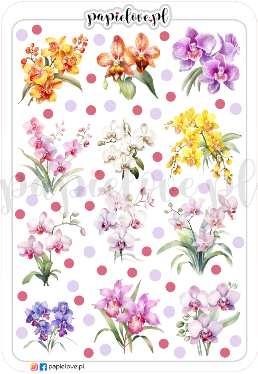 Storczyki 3.png