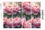 Peonie 3.png