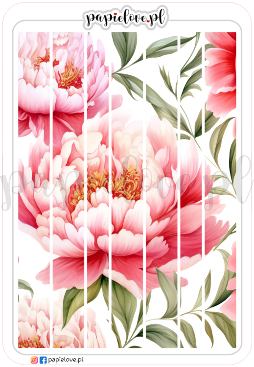 Bordery - Peonie 3.png