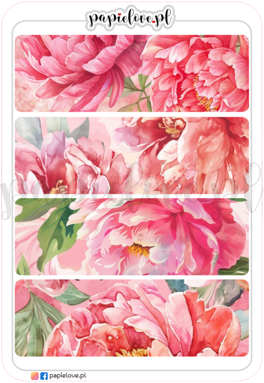 Peonie 5.png