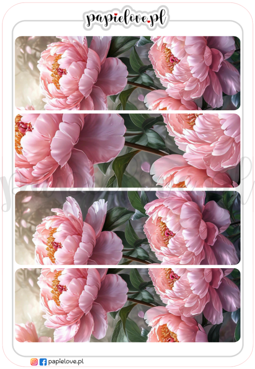 Peonie 3.png