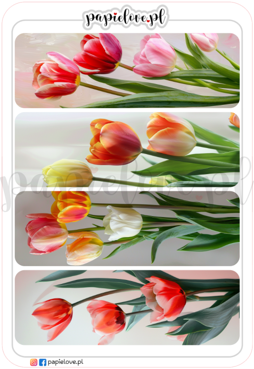 Tulipany 6.png