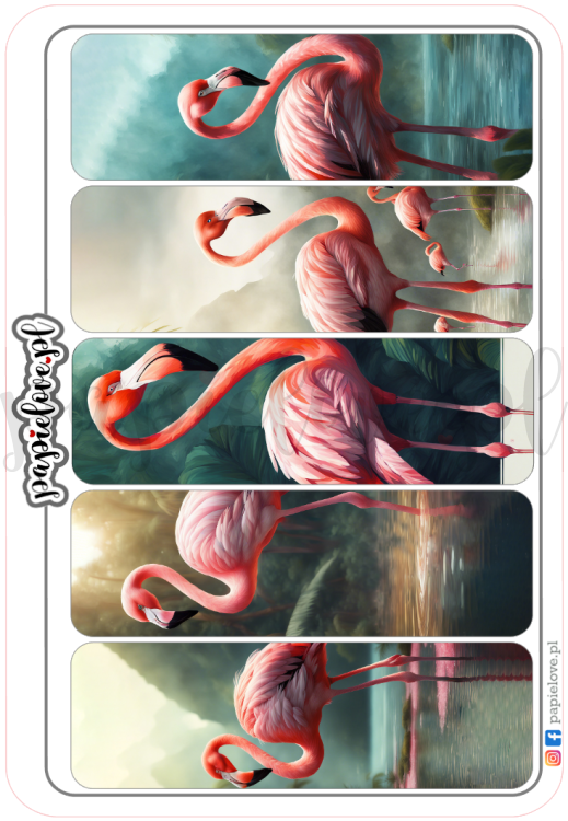 Flamingi 7.png
