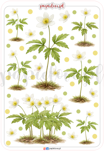 Naklejki - Zawilce.png