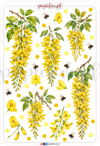 Złotokap laburnum 1.png