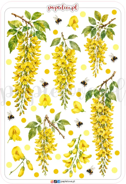 Złotokap laburnum 1.png