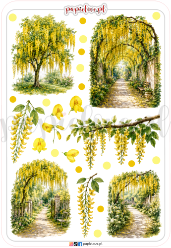 Złotokap laburnum 2.png