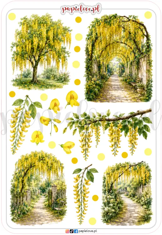 Złotokap laburnum 2.png