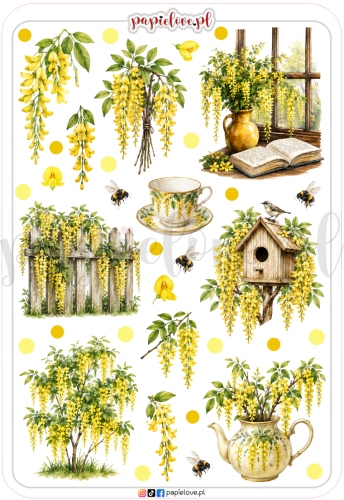 Złotokap laburnum 3.png