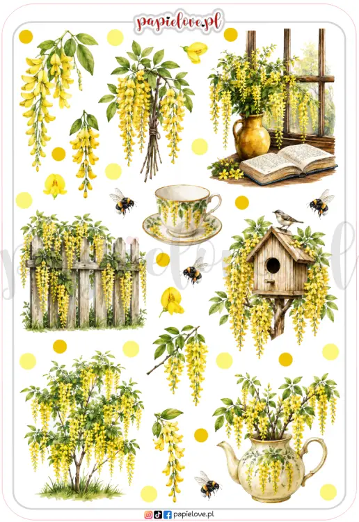 Złotokap laburnum 3.png