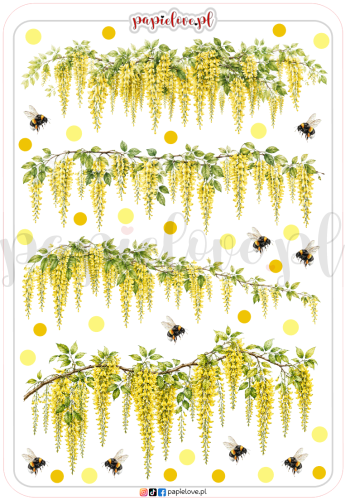Złotokap laburnum 4.png