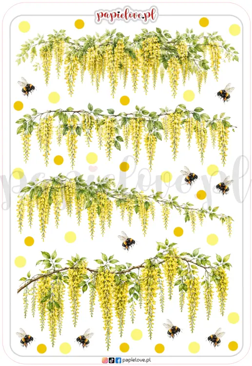 Złotokap laburnum 4.png