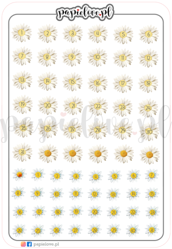 Stokrotki - cyferki.png